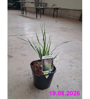Calamagrostis acut. 'Karl Foerster' C 2 L